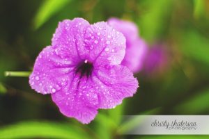 Grand Cayman Morning Glory