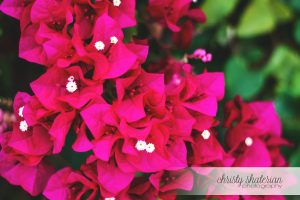 Bougainvillea Flowers