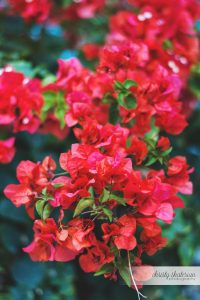 Bougainvillea Flowers in Princess Cays, Bahamas