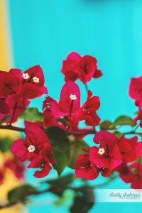 Bougainvillea Flowers in Princess Cays, Bahamas