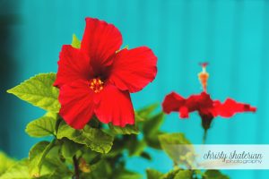 Princess Cays Hibiscus