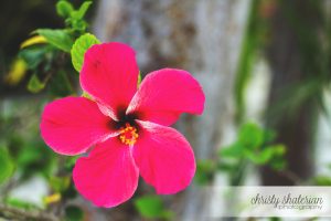 Princess Cays Hibiscus