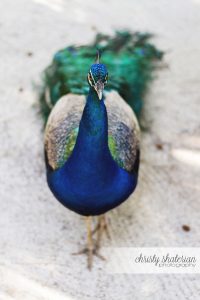 Roatan Peacock