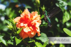 Roatan Double Hibiscus