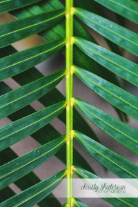 Roatan Leafs