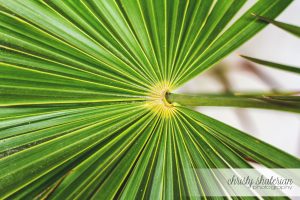 Roatan Green Palm