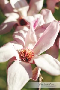 Blooms of a Tulip Tree