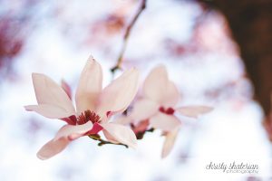 Tulip Tree in Nashville, TN