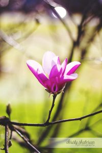 Blooming Tulip Tree